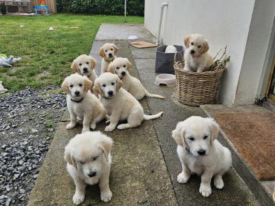 Beautiful Golden Retriever Puppies