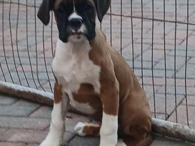 Beautiful IKC Registered Boxer pups