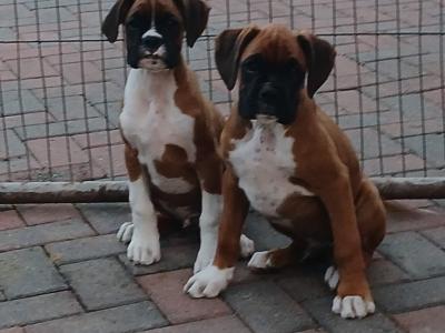 Beautiful IKC Registered Boxer pups