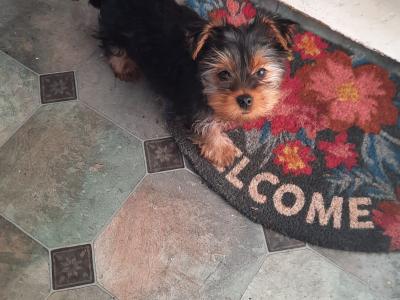 Introducing Adorable Purebred Miniature Yorkshire Terrier puppies, Charlie, Ringo, Poppy and Tara