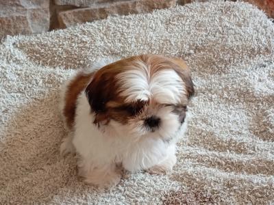 Female Shih Tzu puppy in Cork