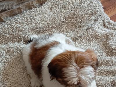 Female Shih Tzu puppy in Cork