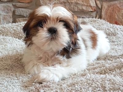 Female Shih Tzu puppy in Cork