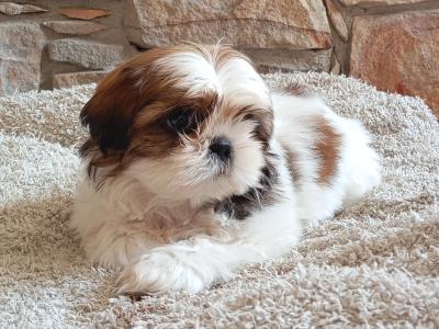 Female Shih Tzu puppy in Cork
