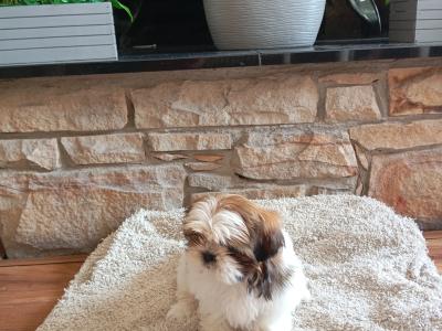 Female Shih Tzu puppy in Cork