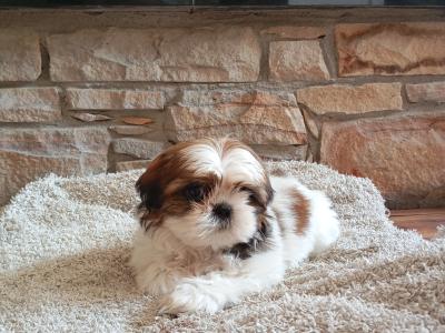 Female Shih Tzu puppy in Cork