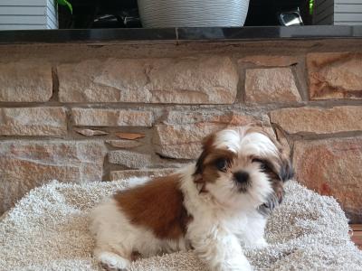 Female Shih Tzu puppy in Cork