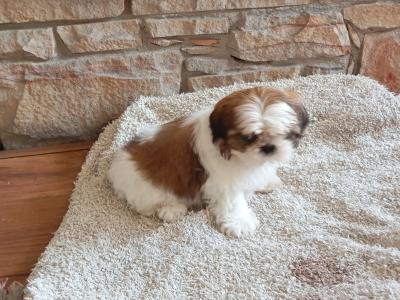 Female Shih Tzu puppy in Cork