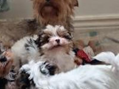 One male Biewer Terrier puppy 3 months old for sale in Cork