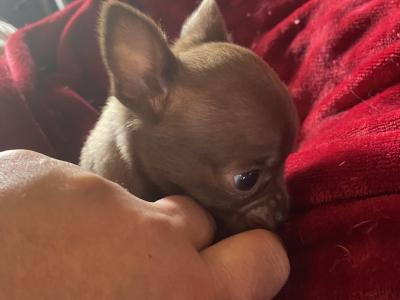 Beautiful Chihuahua puppies in Mayo