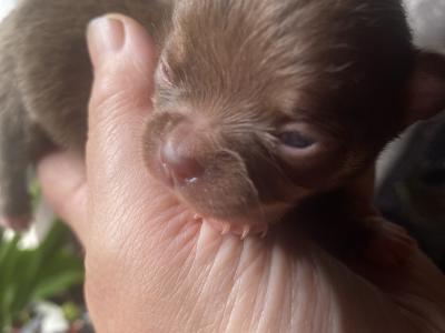 Beautiful Chihuahua puppies in Mayo