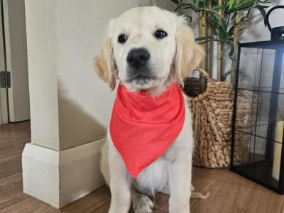 Beautiful Golden Retriever puppies in Louth