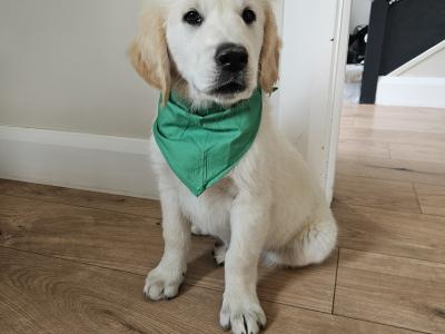 Beautiful Golden Retriever puppies in Louth