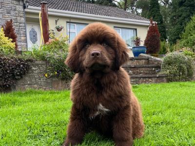 IKC Pedigree Newfoundland puppies in Cork