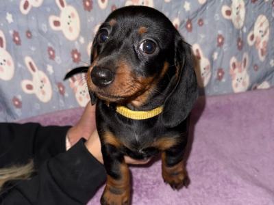 IKC Registered 2 female miniature Dachshund puppies in Dublin