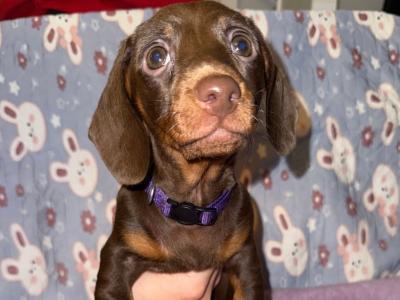 IKC Registered 2 female miniature Dachshund puppies in Dublin