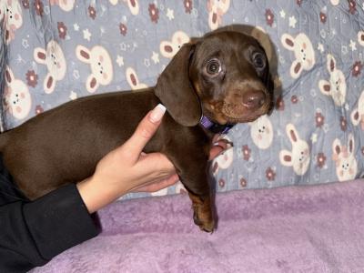 IKC Registered 2 female miniature Dachshund puppies in Dublin