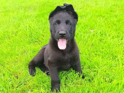 IKC registered(pending) Pedigree Champion German Shepherd puppies in Kerry