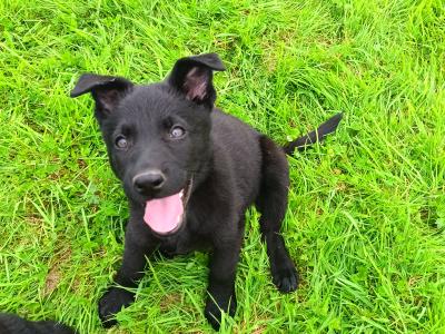 IKC registered(pending) Pedigree Champion German Shepherd puppies in Kerry
