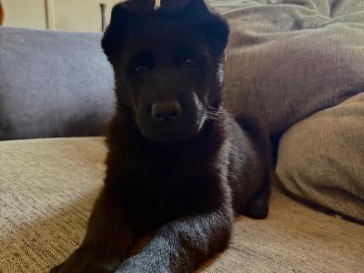IKC registered(pending) Pedigree Champion German Shepherd puppies in Kerry