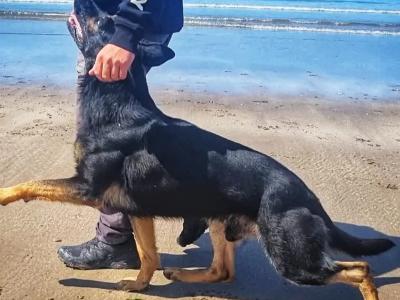 IKC registered(pending) Pedigree Champion German Shepherd puppies in Kerry