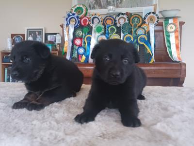 IKC registered(pending) Pedigree Champion German Shepherd puppies in Kerry