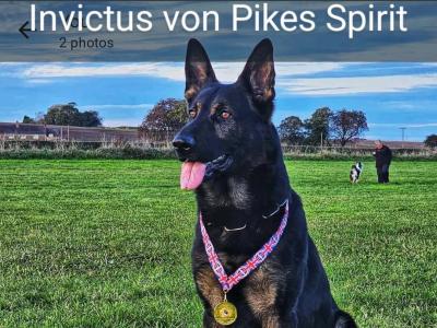 IKC registered(pending) Pedigree Champion German Shepherd puppies in Kerry