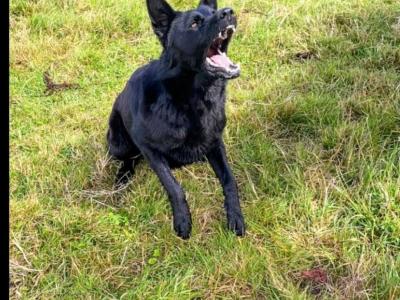 IKC registered(pending) Pedigree Champion German Shepherd puppies in Kerry