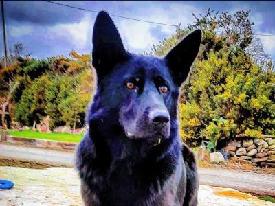 IKC Registered Pedigree Champion German Shepherd puppies in Kerry