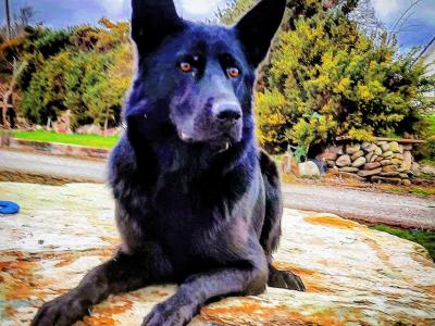 IKC registered(pending) Pedigree Champion German Shepherd puppies in Kerry