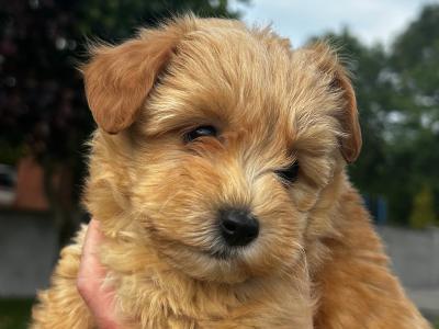 Gorgeous Second Generation Toy Maltipoo puppies in Longford