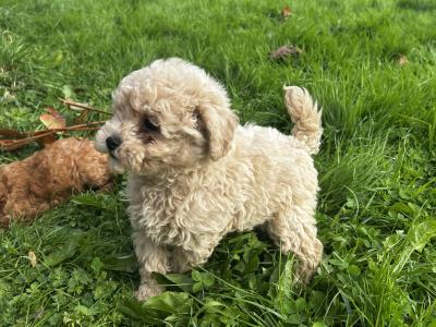 Gorgeous Second Generation Toy Maltipoo puppies in Longford