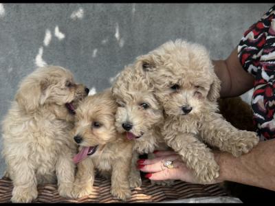 Gorgeous Second Generation Toy Maltipoo puppies in Longford