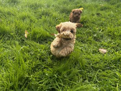Gorgeous Second Generation Toy Maltipoo puppies in Longford