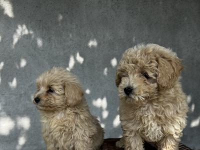 Gorgeous Second Generation Toy Maltipoo puppies in Longford