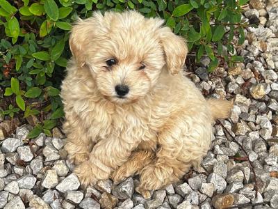 Gorgeous Second Generation Toy Maltipoo puppies in Longford