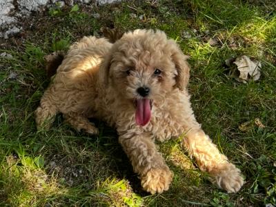 Gorgeous Second Generation Toy Maltipoo puppies in Longford