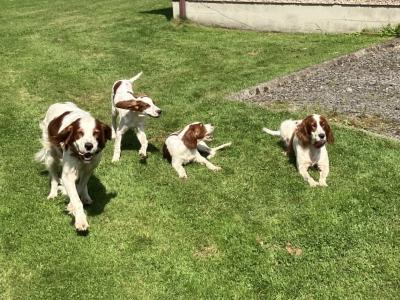 Irish Setter puppies in Cavan, 1 male & 2 female