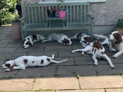 Irish Setter puppies in Cavan, 1 male & 2 female