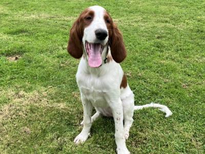 Irish Setter puppies in Cavan, 1 male & 2 female