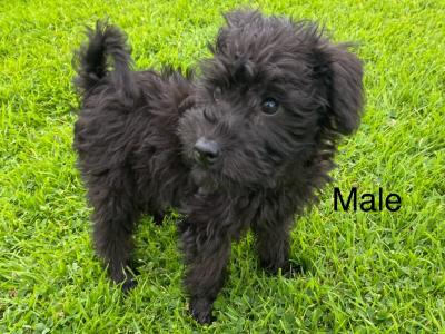 Miniature Schnoodle puppies in Carlow