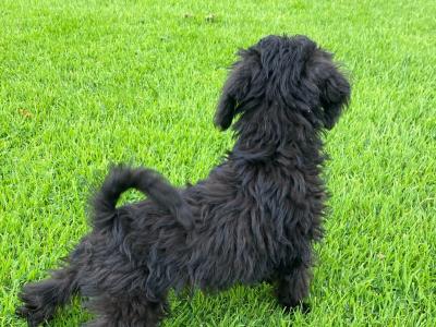 Miniature Schnoodle puppies in Carlow