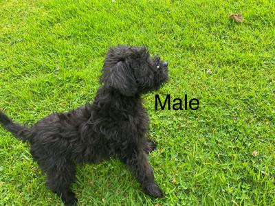 Miniature Schnoodle puppies in Carlow