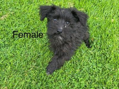 Miniature Schnoodle puppies in Carlow