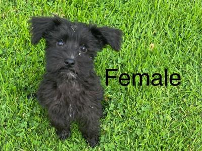 Miniature Schnoodle puppies in Carlow