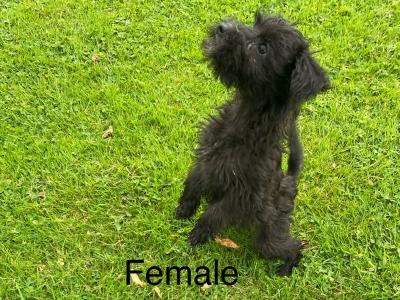 Miniature Schnoodle puppies in Carlow