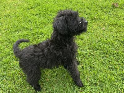 Miniature Schnoodle puppies in Carlow