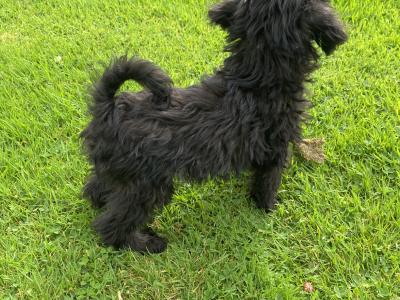 Miniature Schnoodle puppies in Carlow
