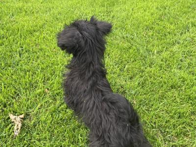 Miniature Schnoodle puppies in Carlow