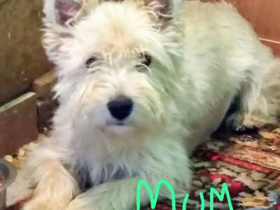 West Highland puppies for sale in Monaghan